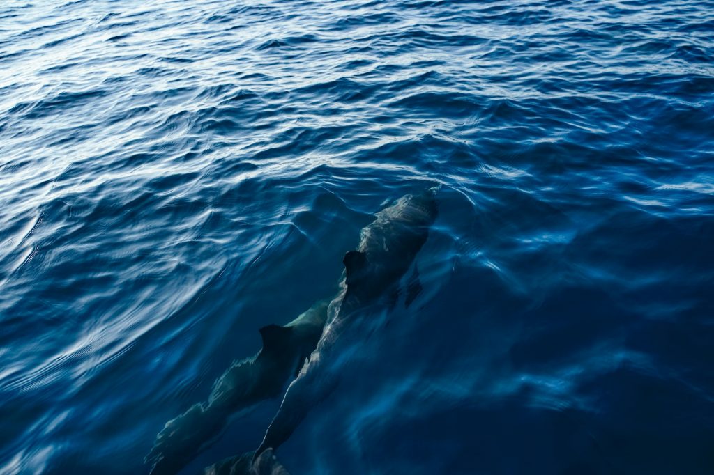 close up dolphin underwater in ocean