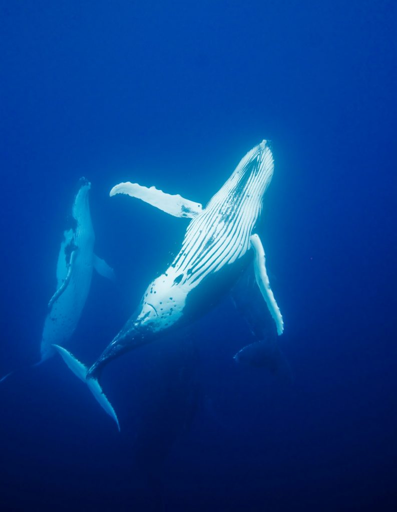 Behavior of Humpback whales