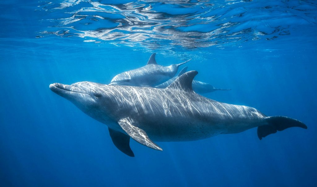 Dolphins swimming underwater in ocean