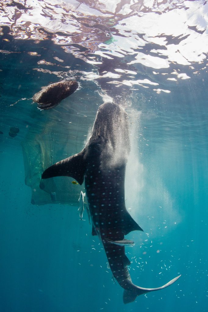 whale shark underwater