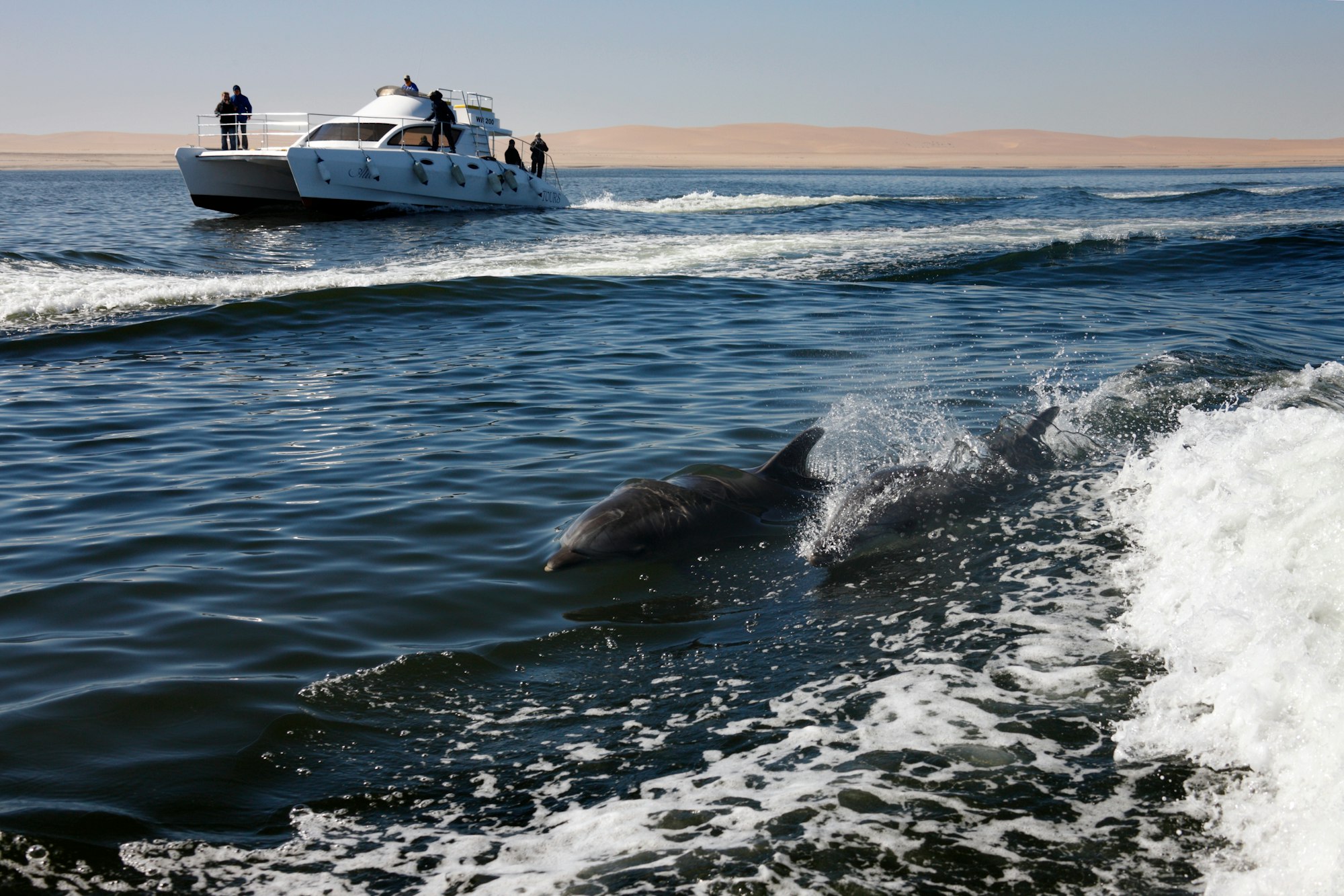 Bottle-Nosed Dolphins - Namibia