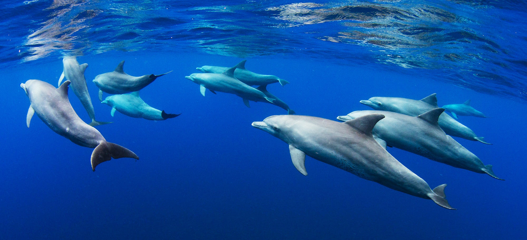 Dolphins swimming underwater in ocean