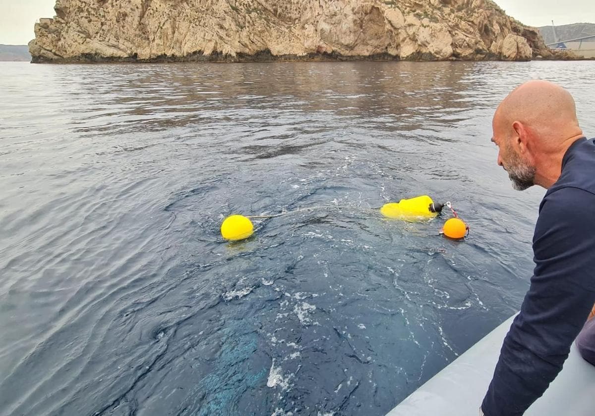 El Puerto de Cartagena reduce el impacto del ruido marino en delfines y ballenas